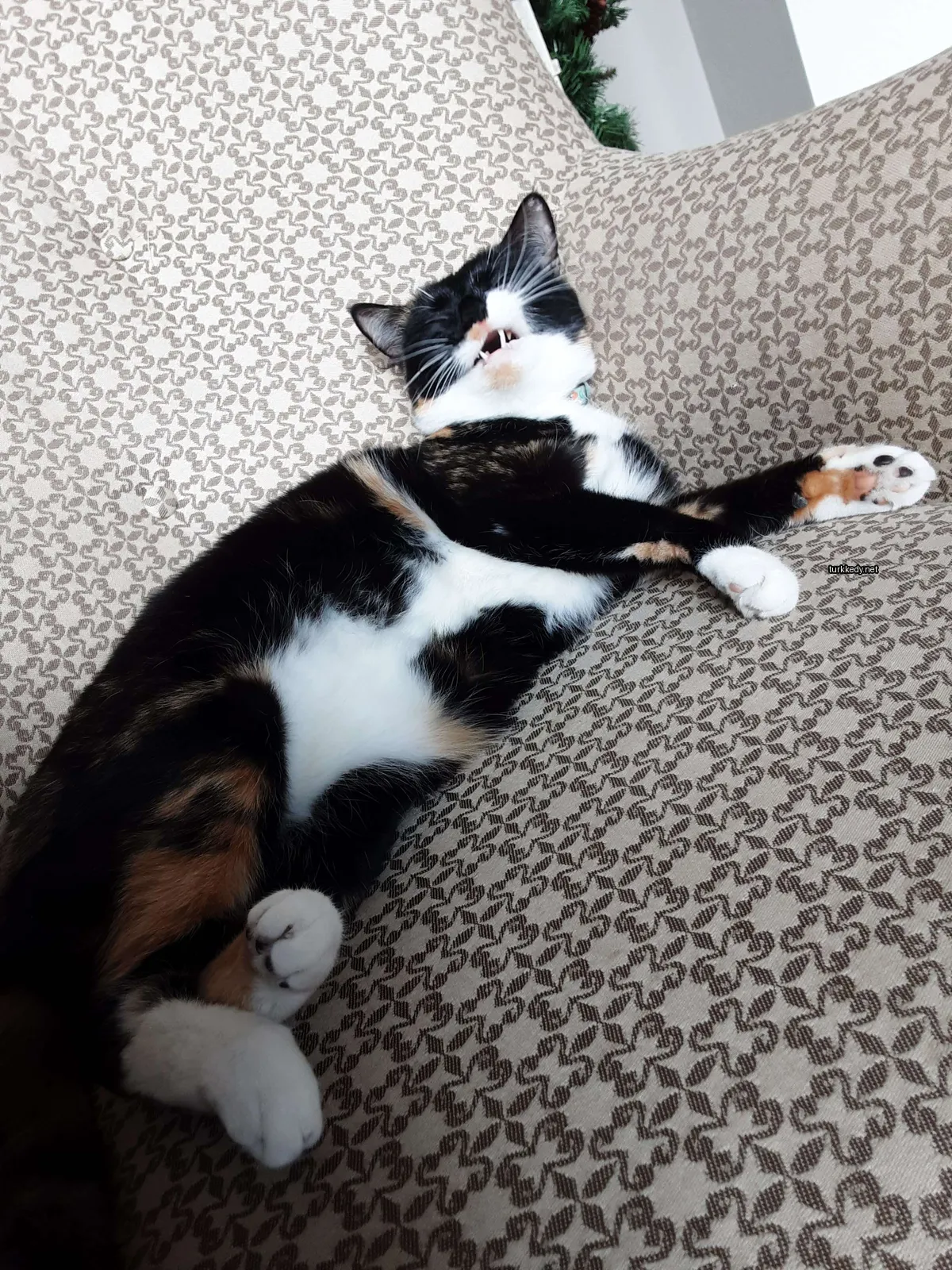 Kedi #3798