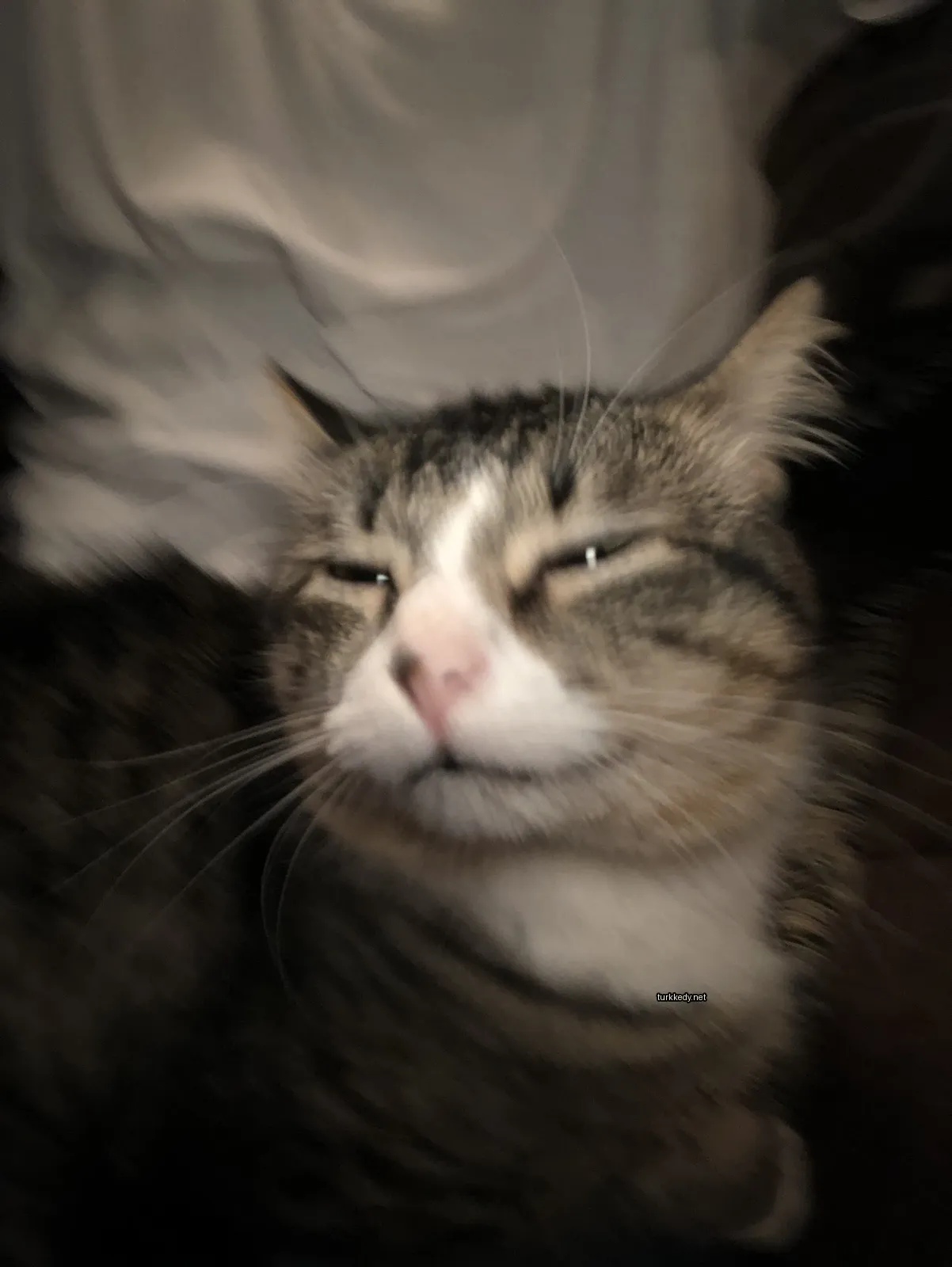Kedi fotoğrafı #3797