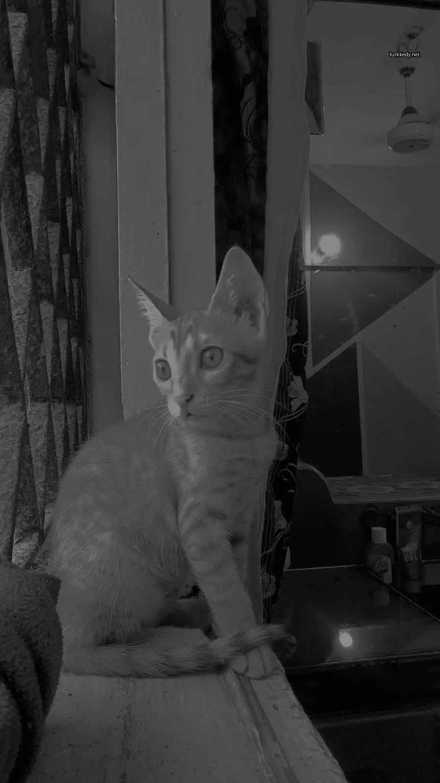 Kedi #3799