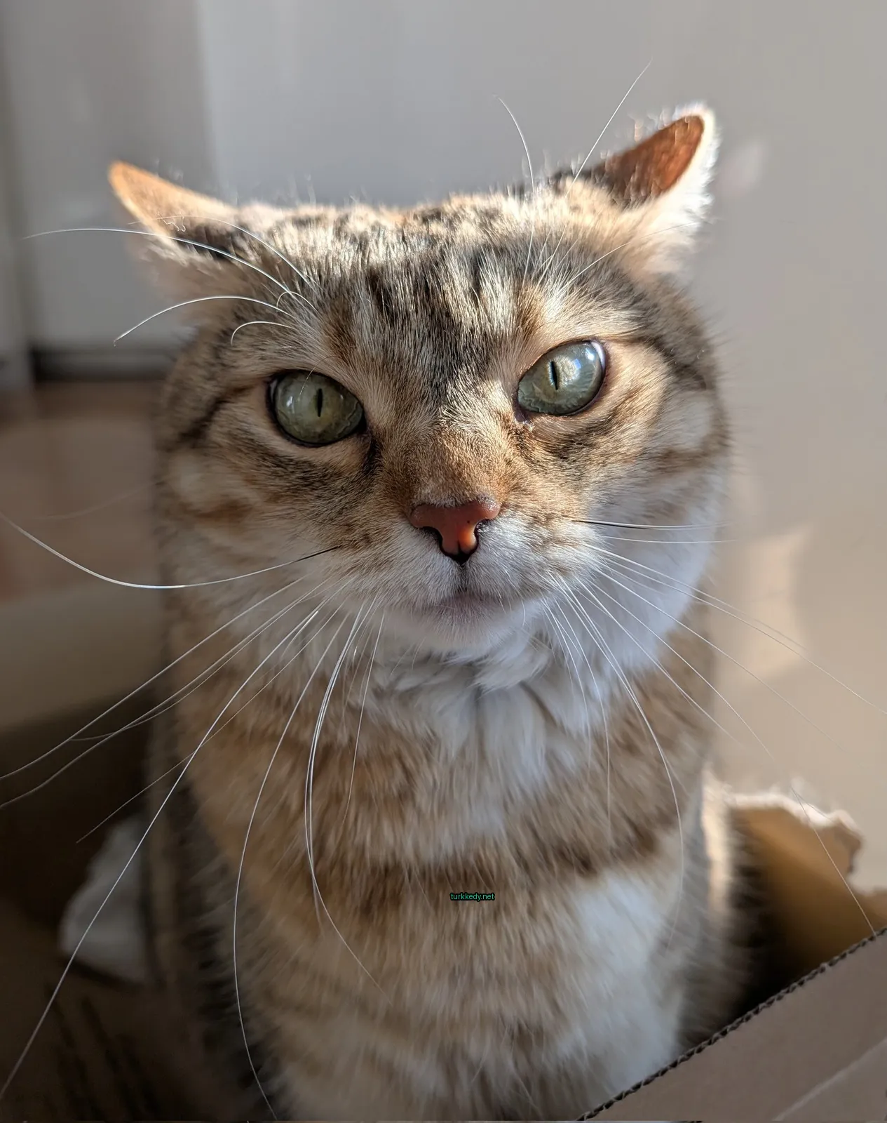 Kedi #3800