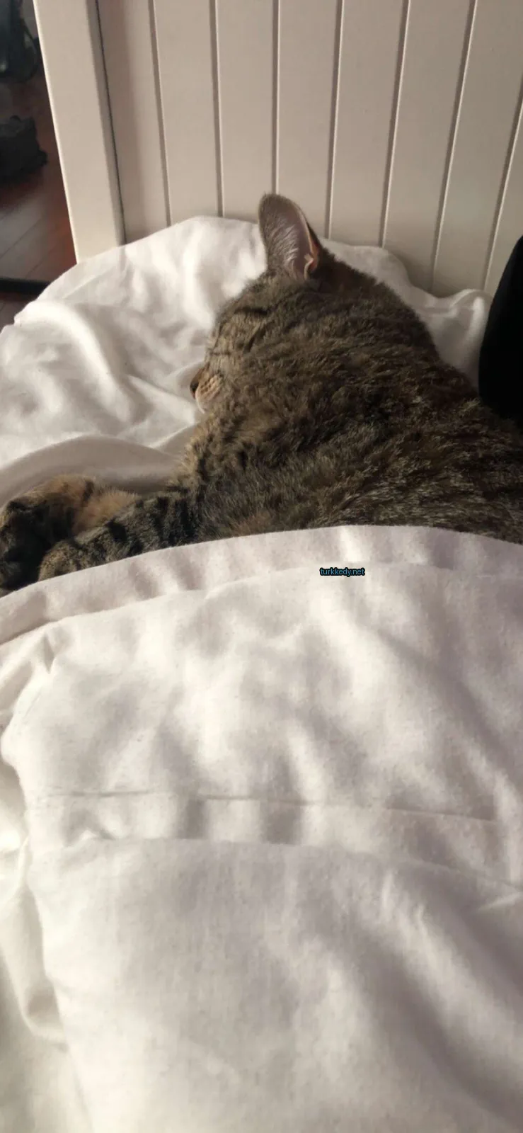 Kedi #3802