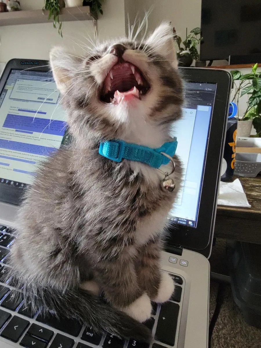 Kedi #3801