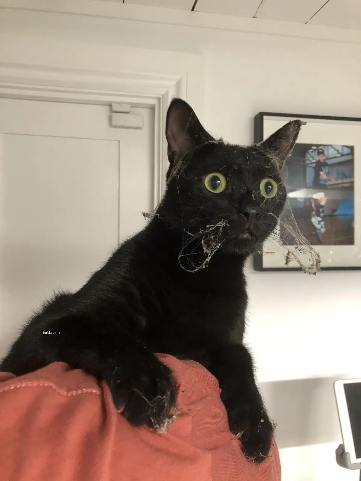 Kedi #3803