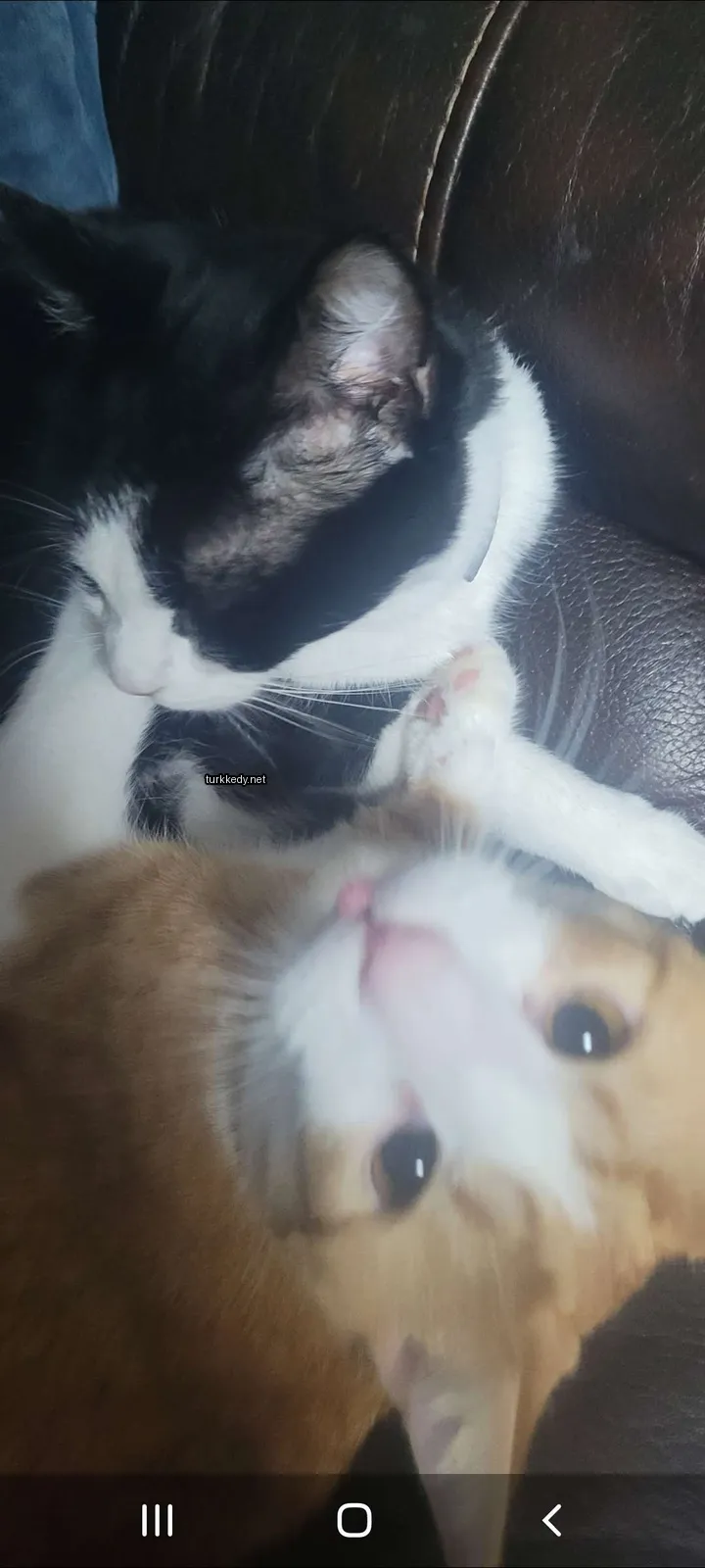 Kedi #3804