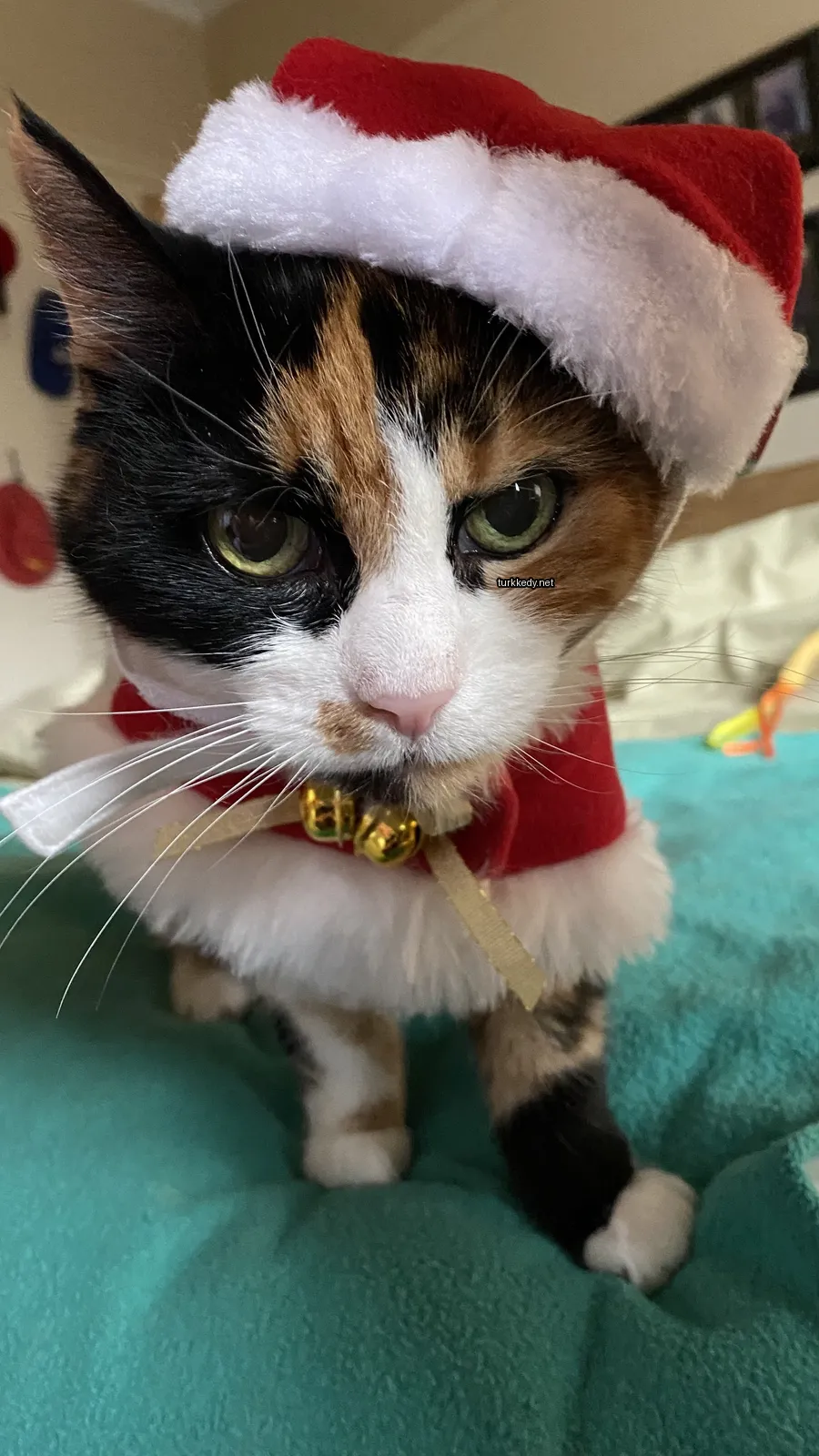 Kedi #3805