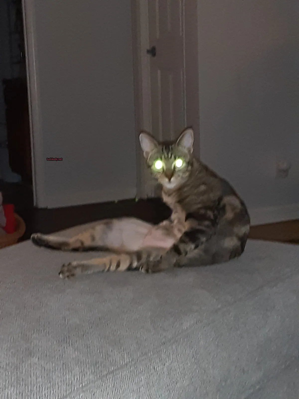 Kedi #3806