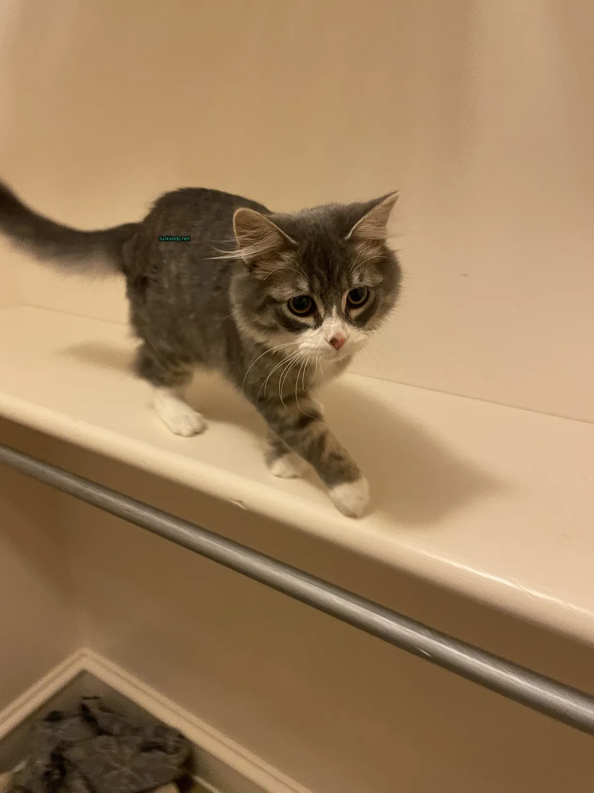 Kedi #3807