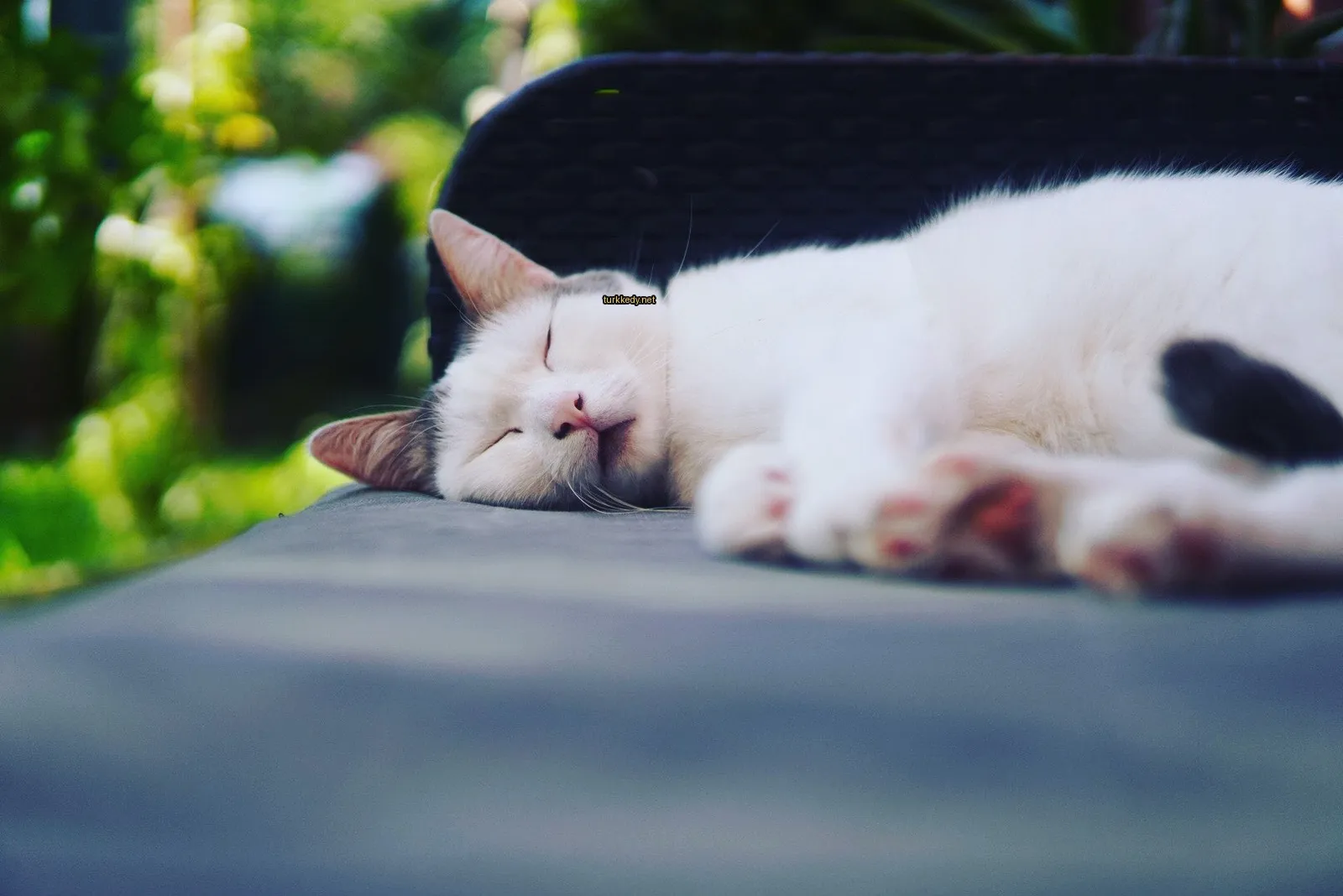 Kedi #3808