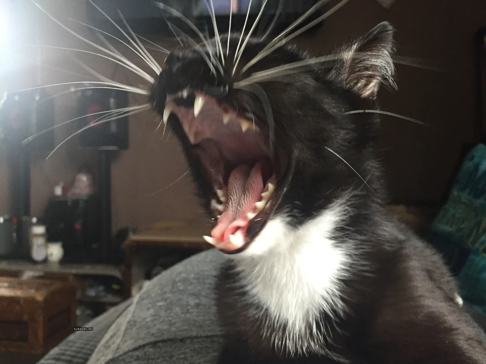 Kedi #3809