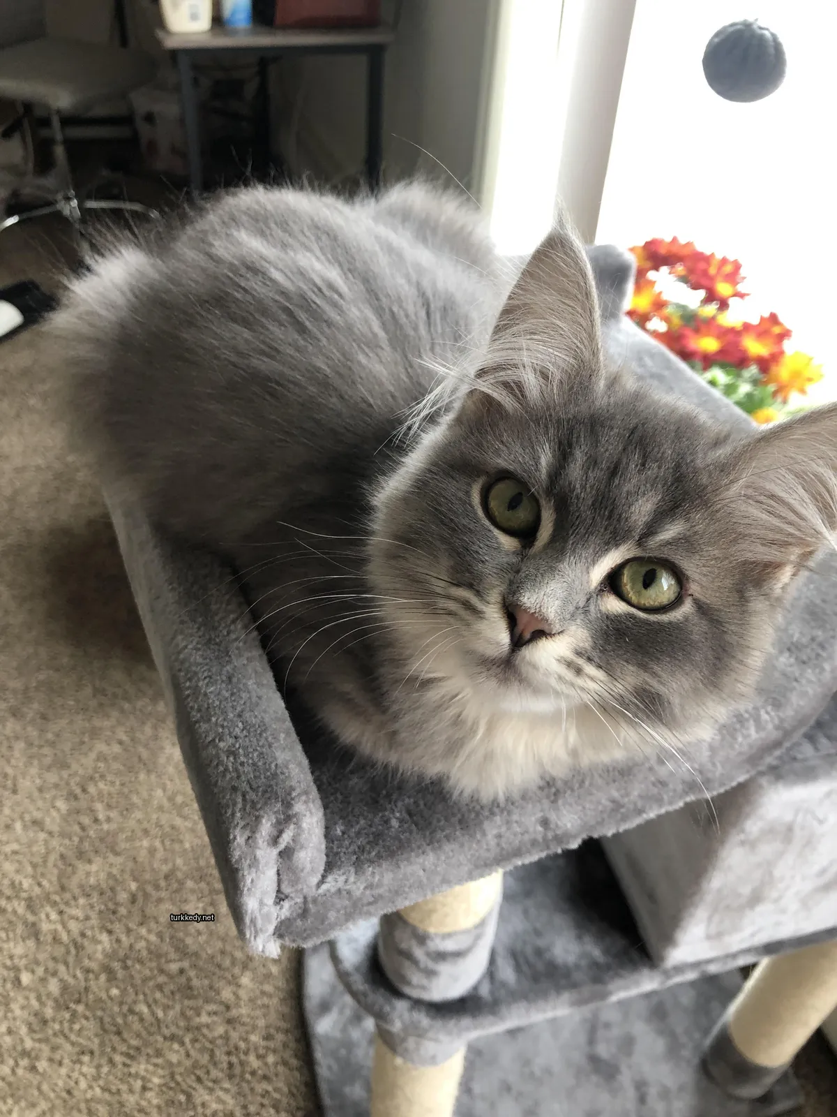 Kedi fotoğrafı #3810