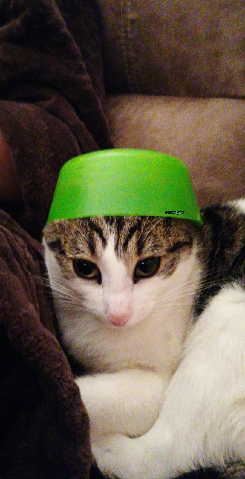 Kedi #3812