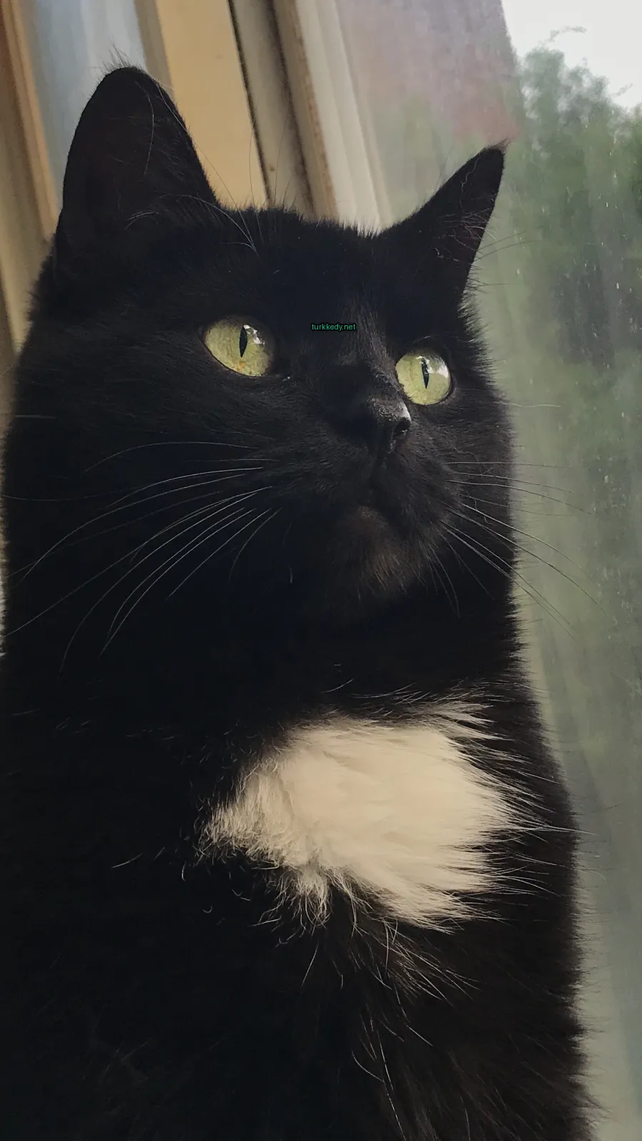 Kedi #3811