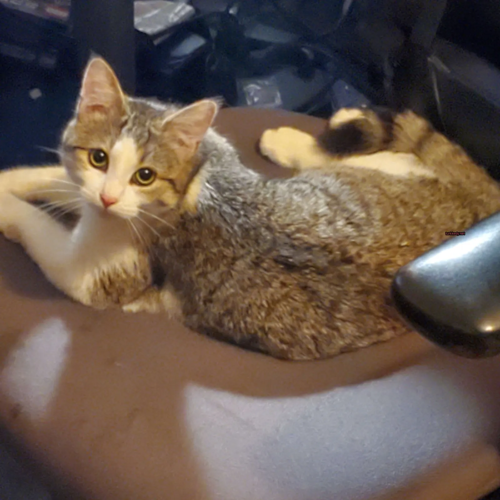 Kedi #3813