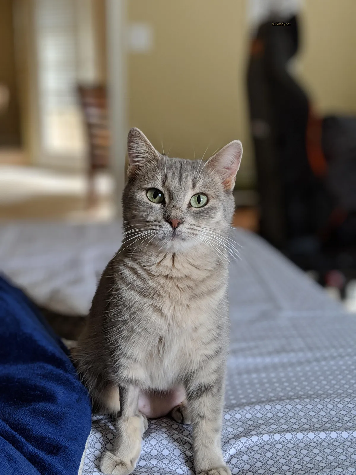 Kedi #3814