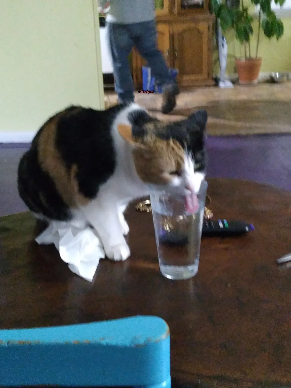 Kedi #3815