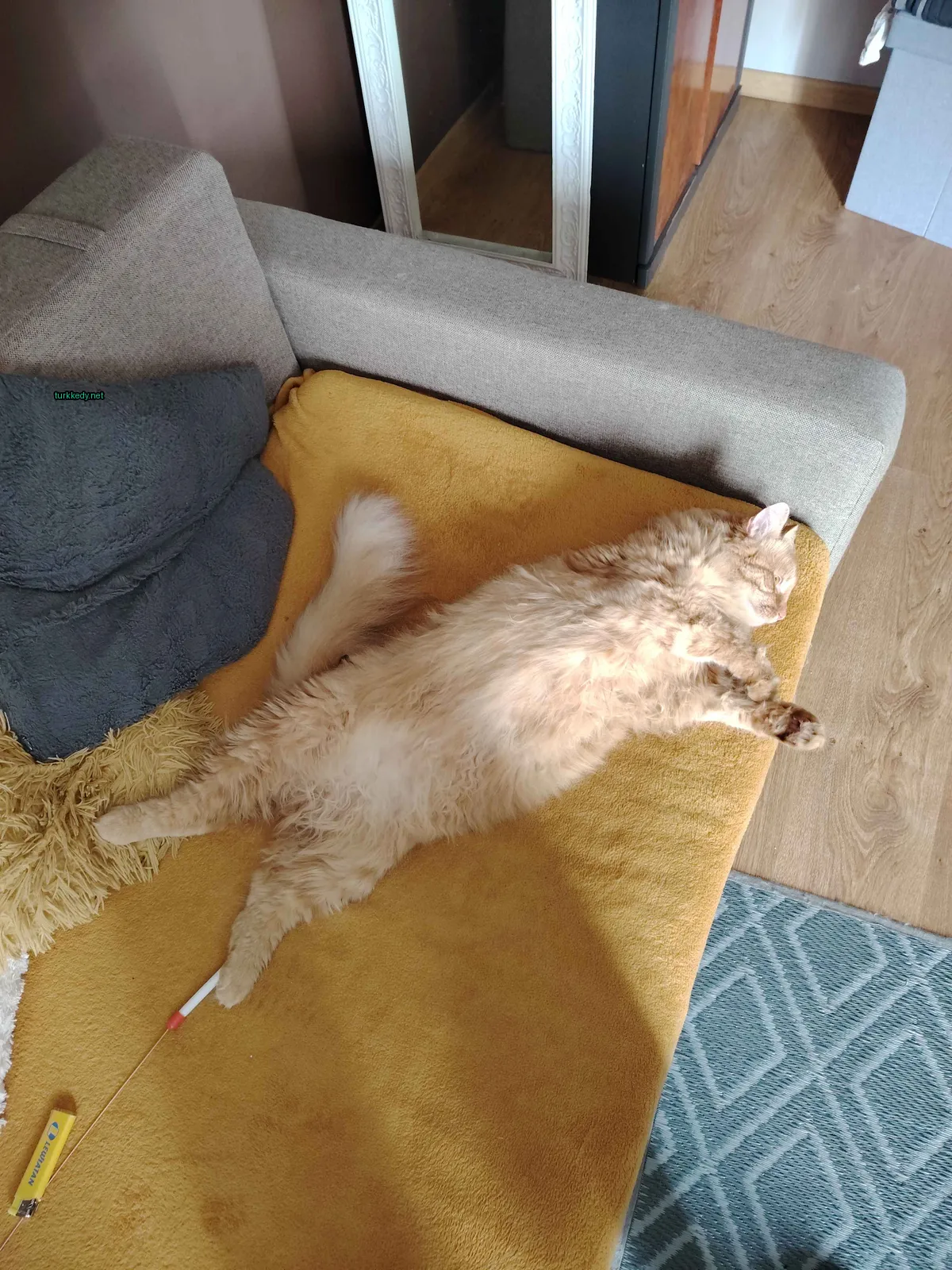 Kedi #3817