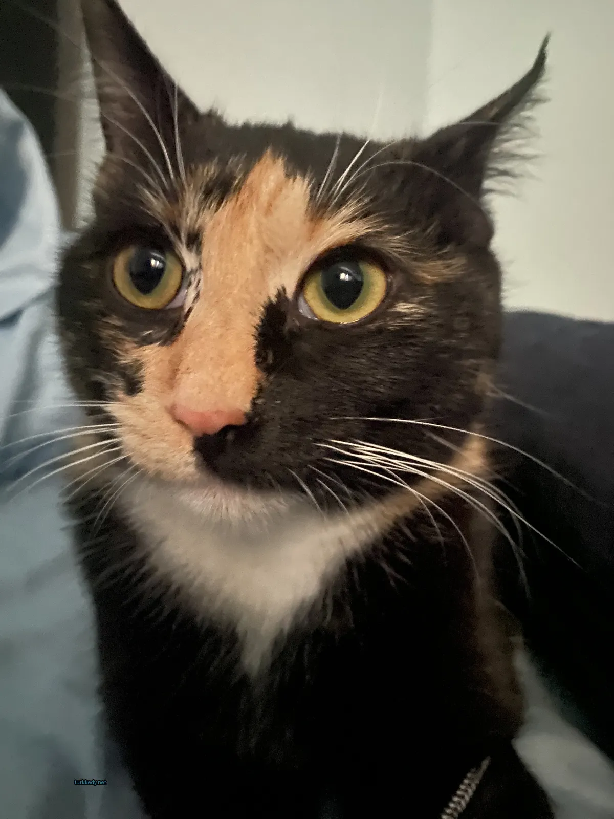 Kedi #3816