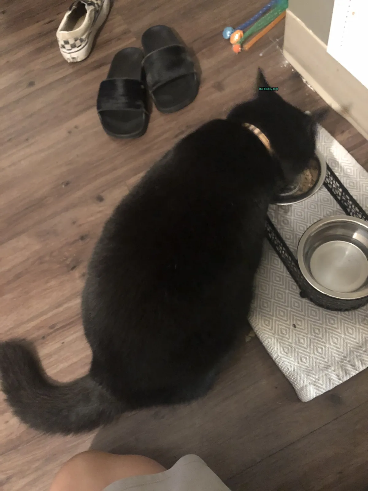 Kedi fotoğrafı #3818