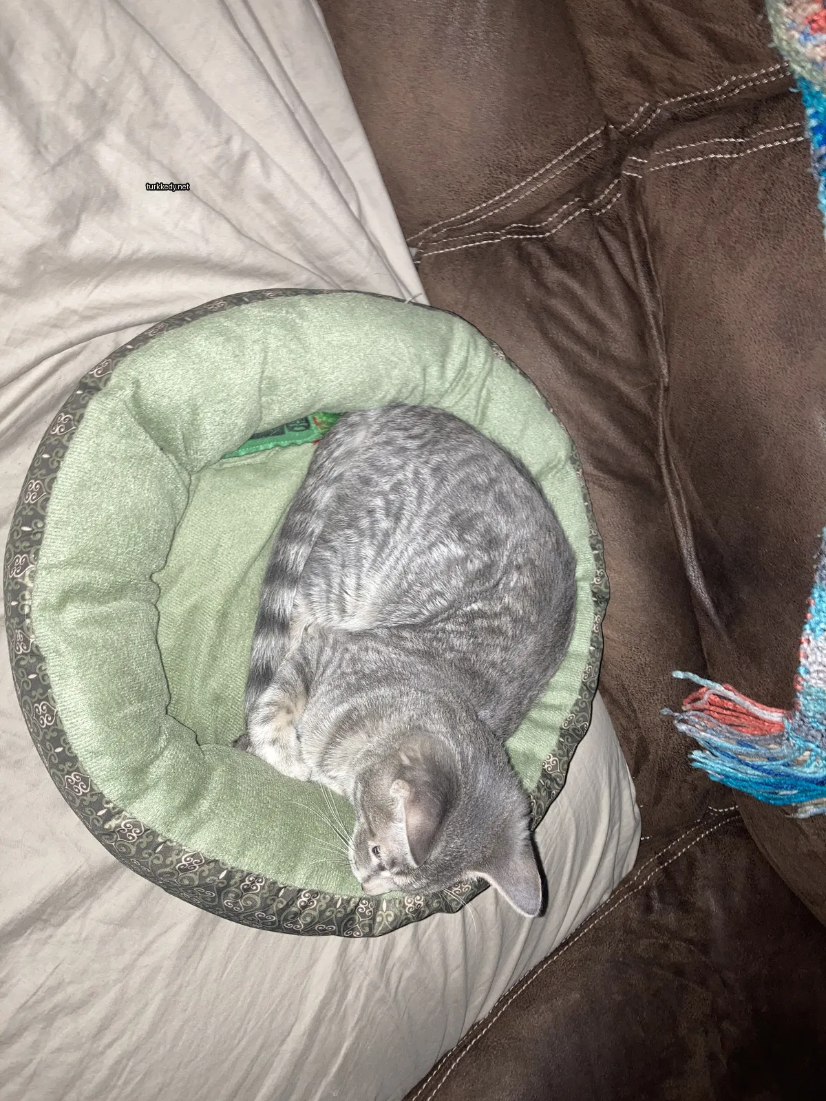Kedi #3819