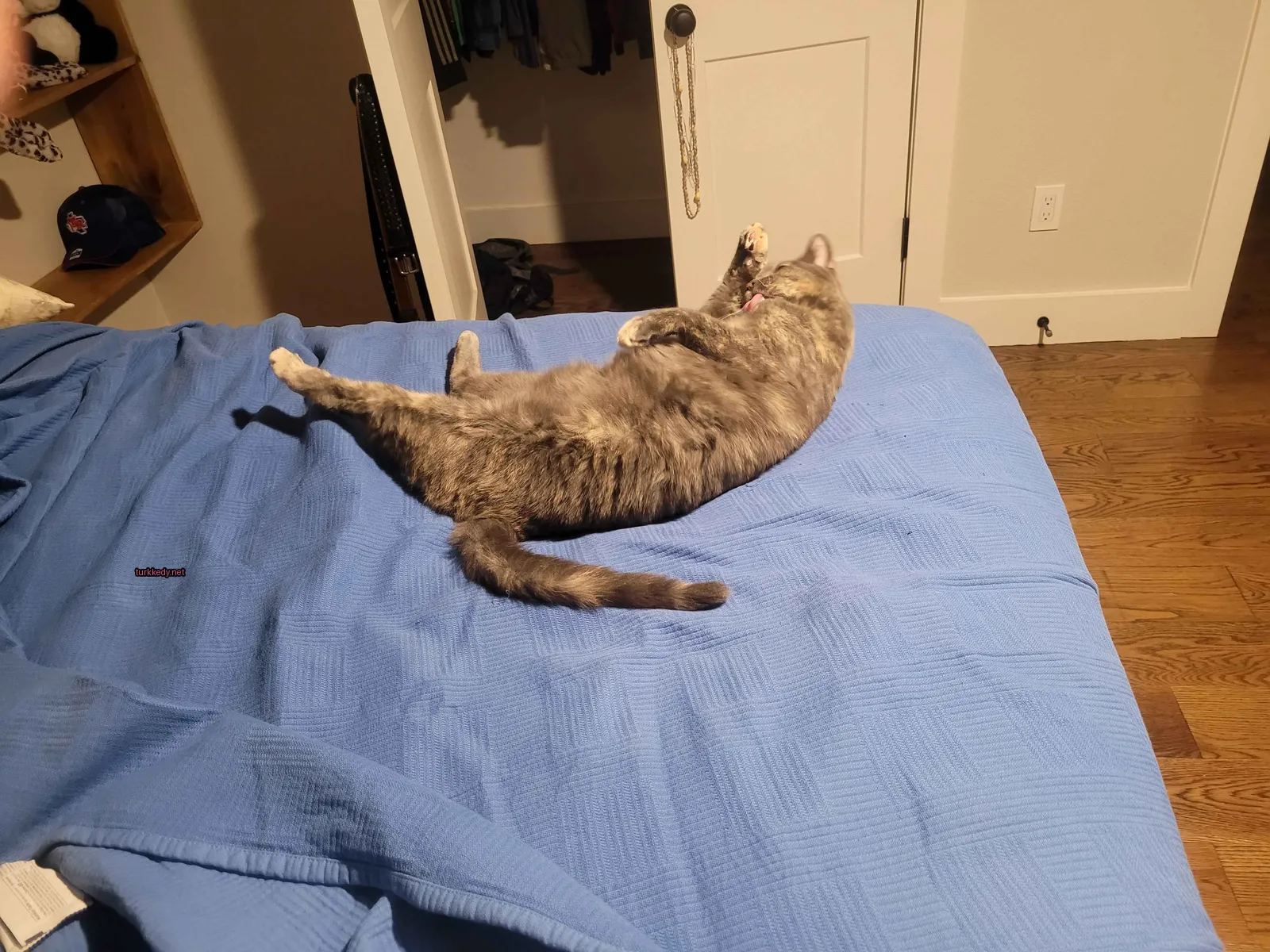 Kedi #3820