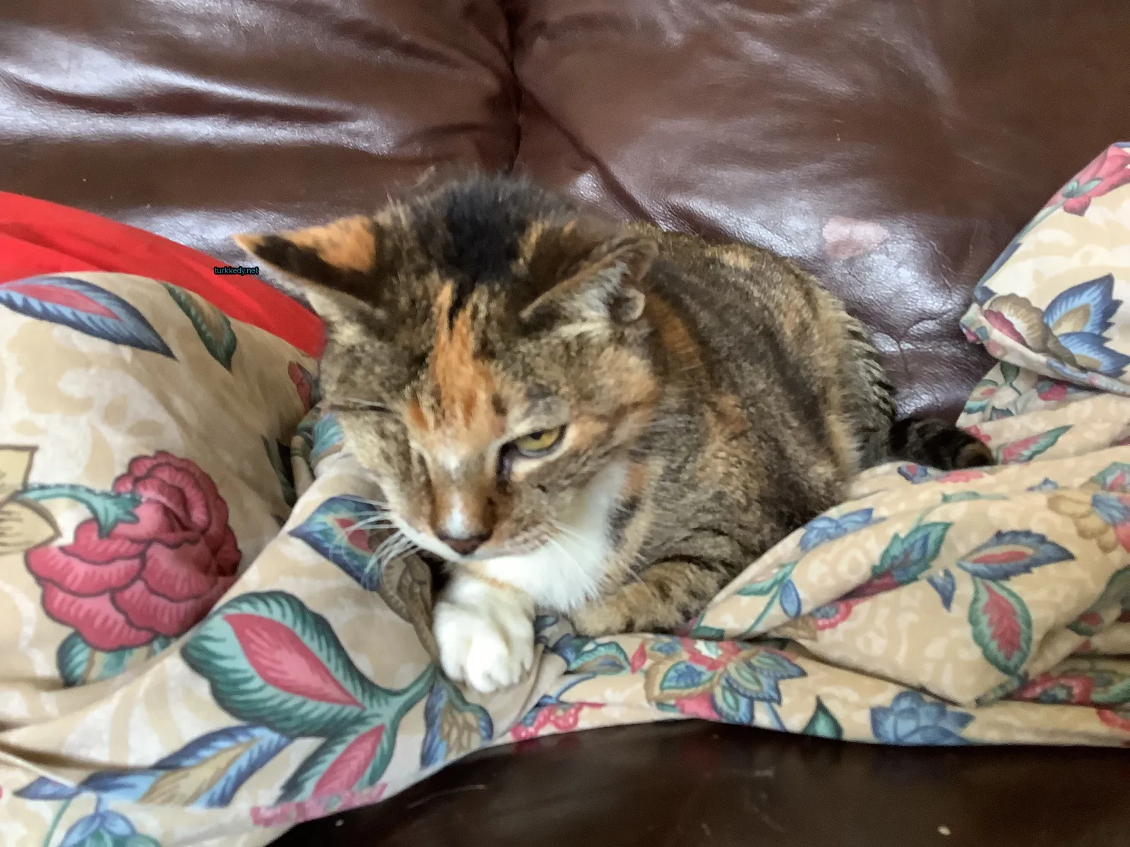 Kedi #3821