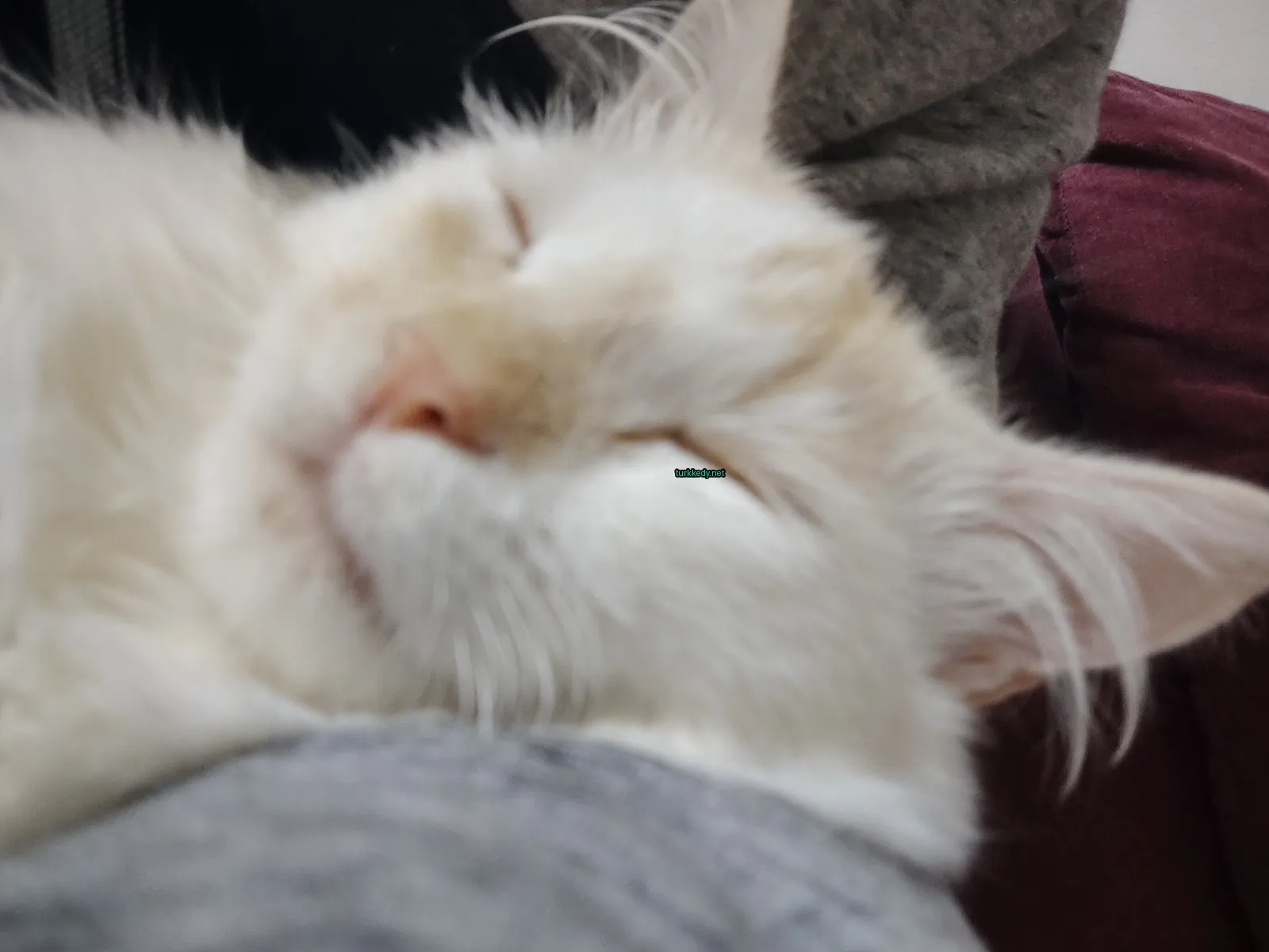 Kedi #3822