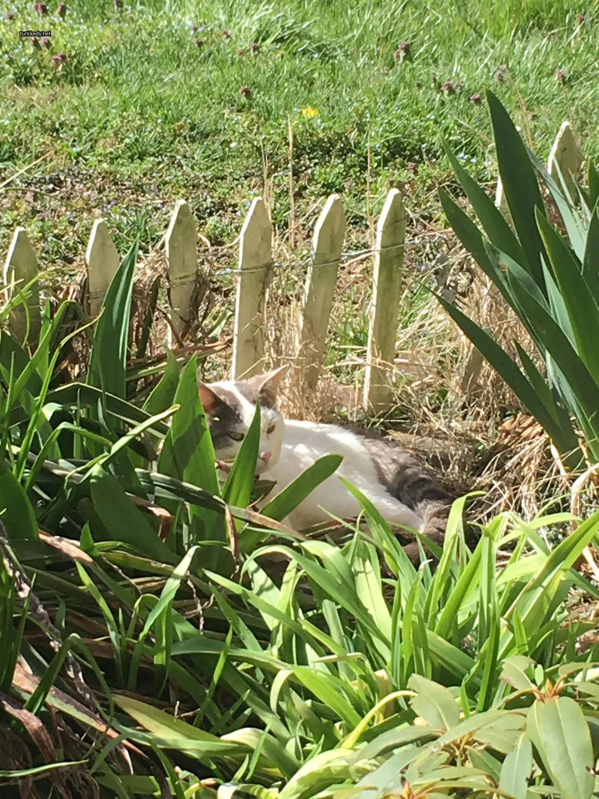 Kedi #3823