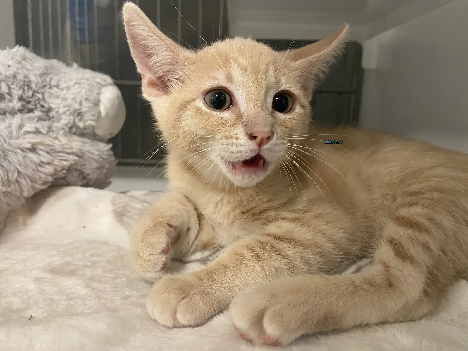 Kedi #3824