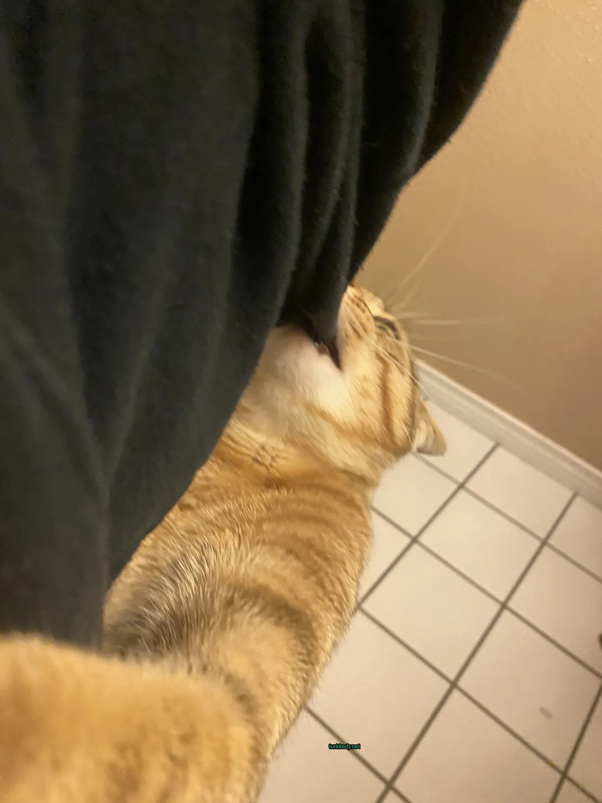 Kedi fotoğrafı #3825