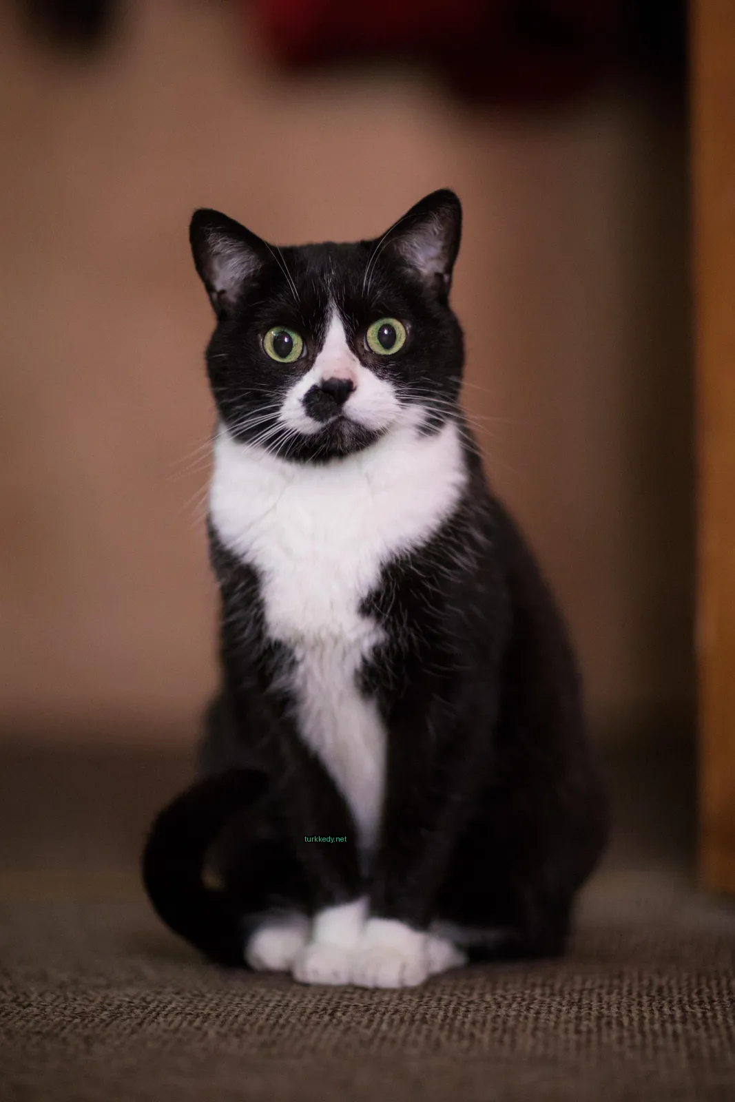 Kedi #3826