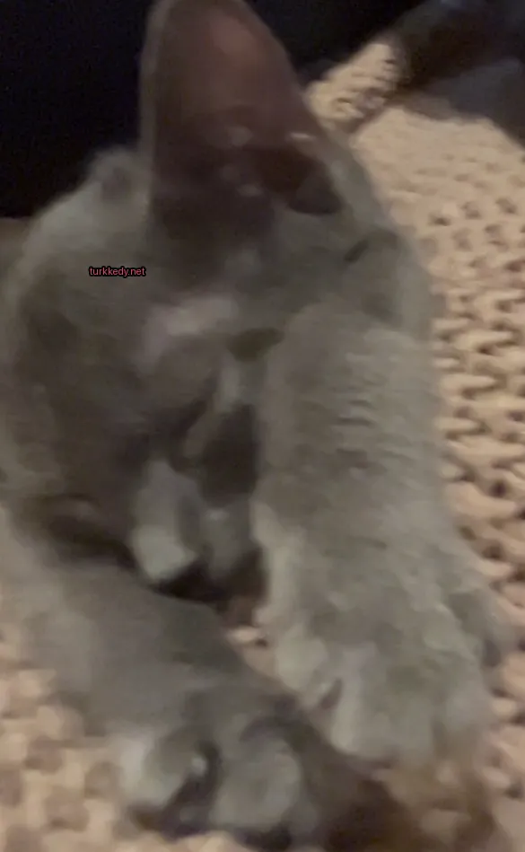 Kedi #3827