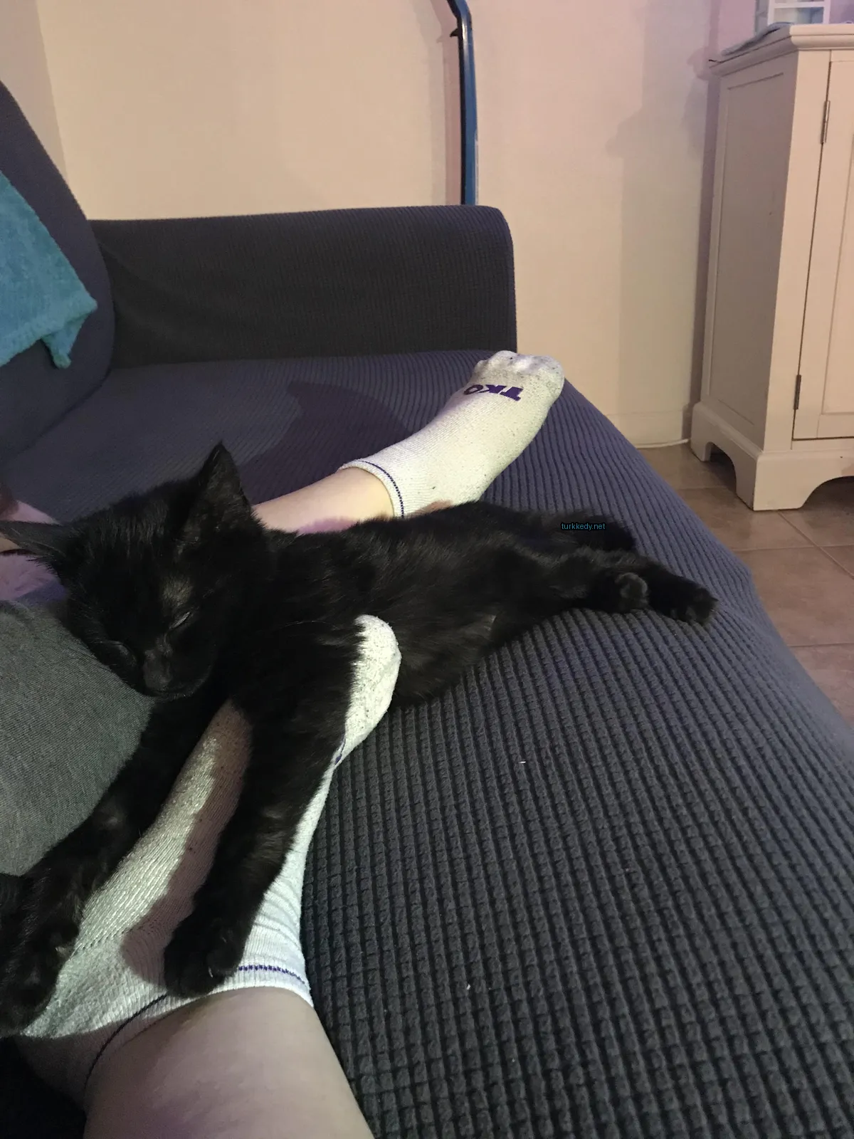 Kedi #3828