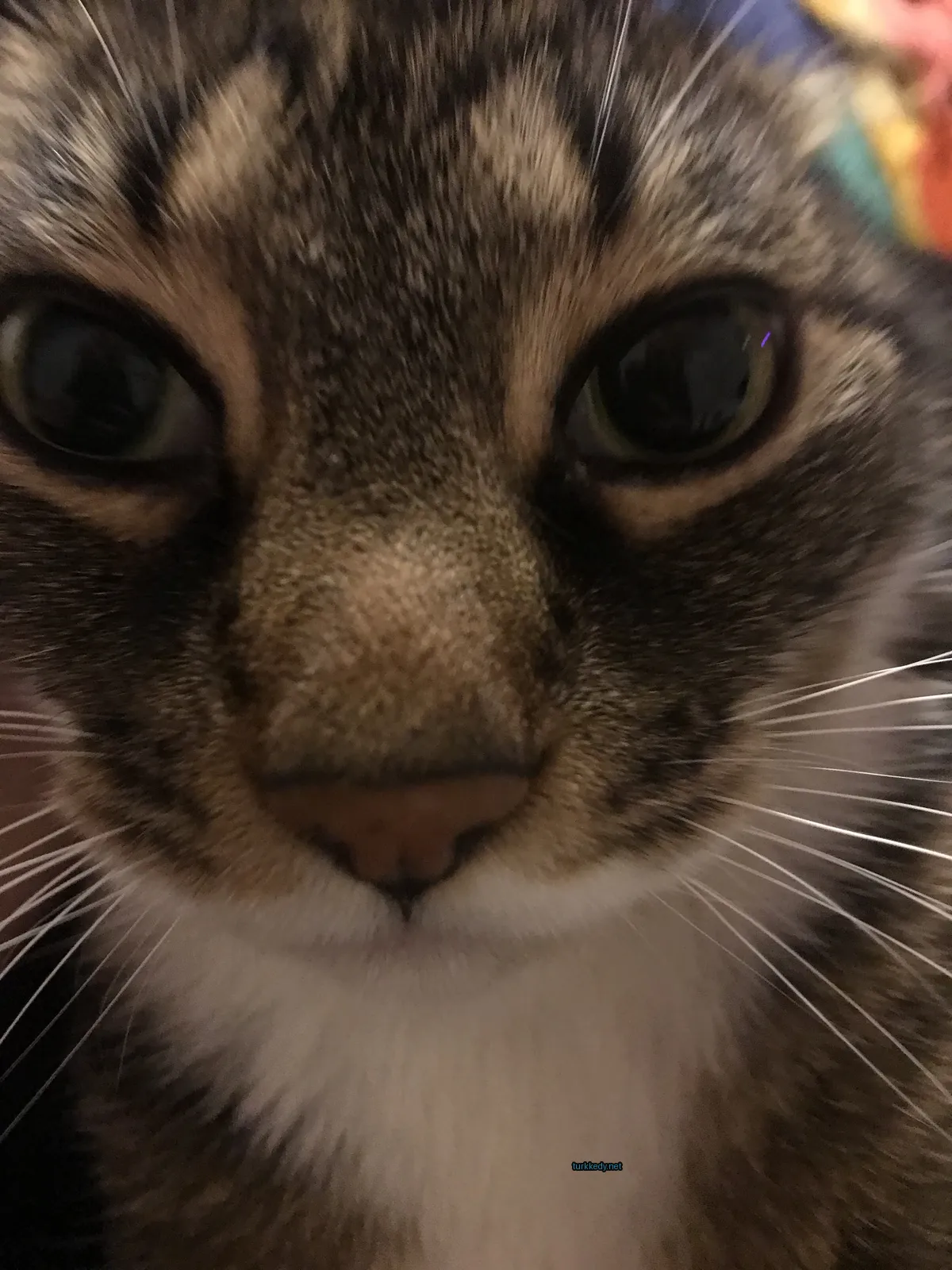 Kedi #3829