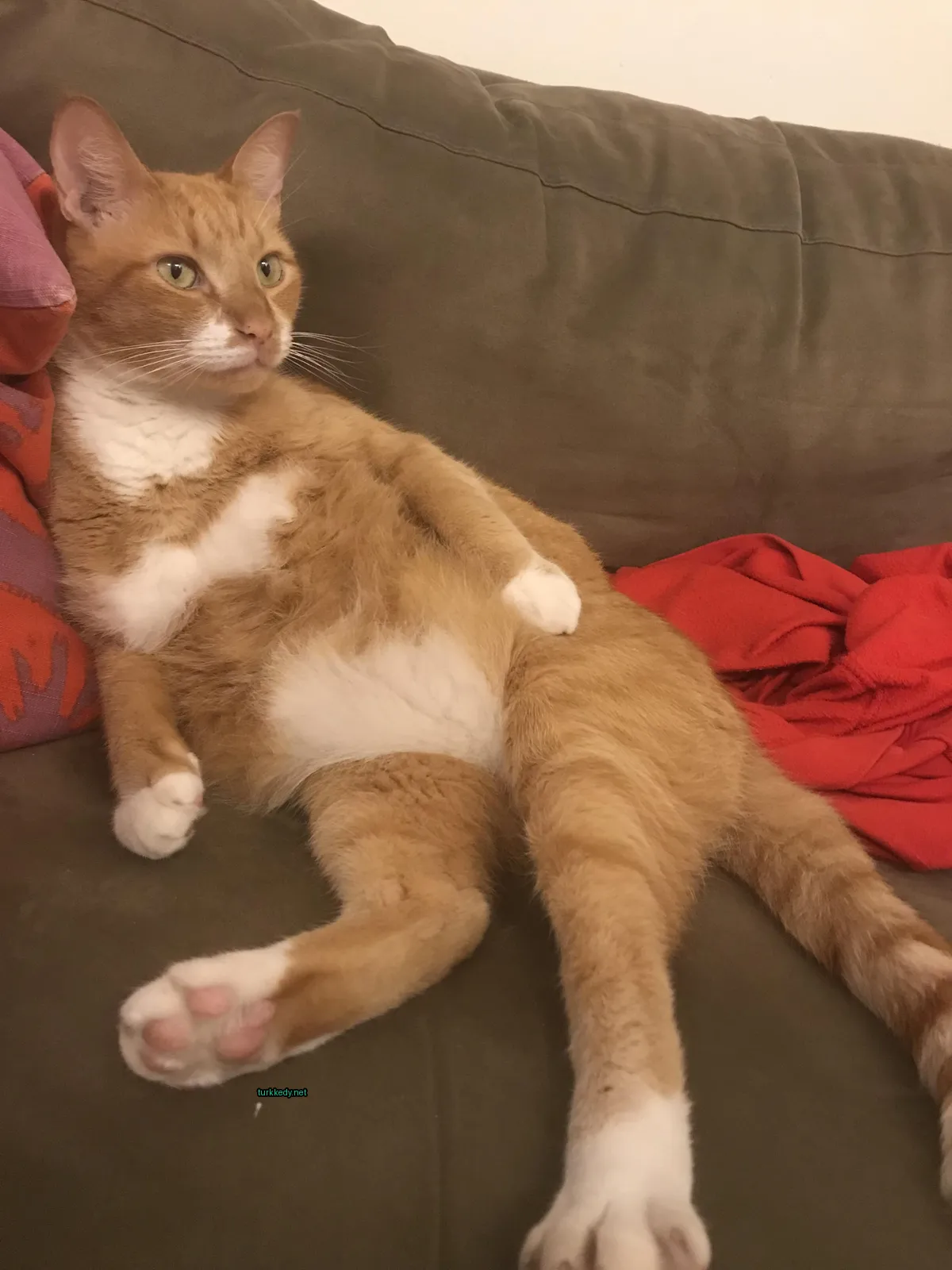 Kedi #3831