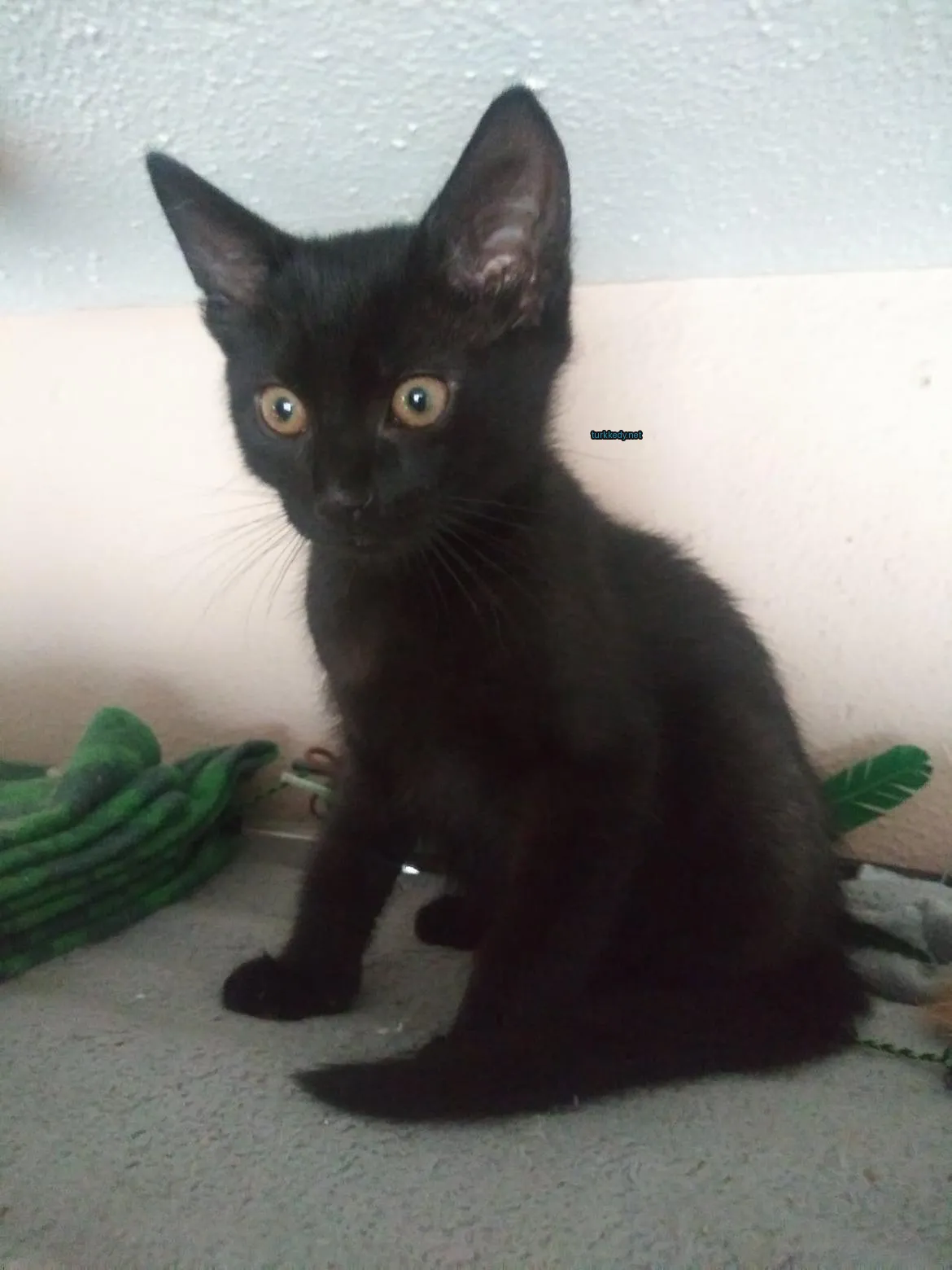 Kedi #3830