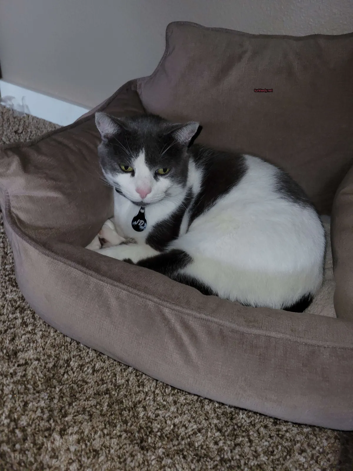 Kedi #3832