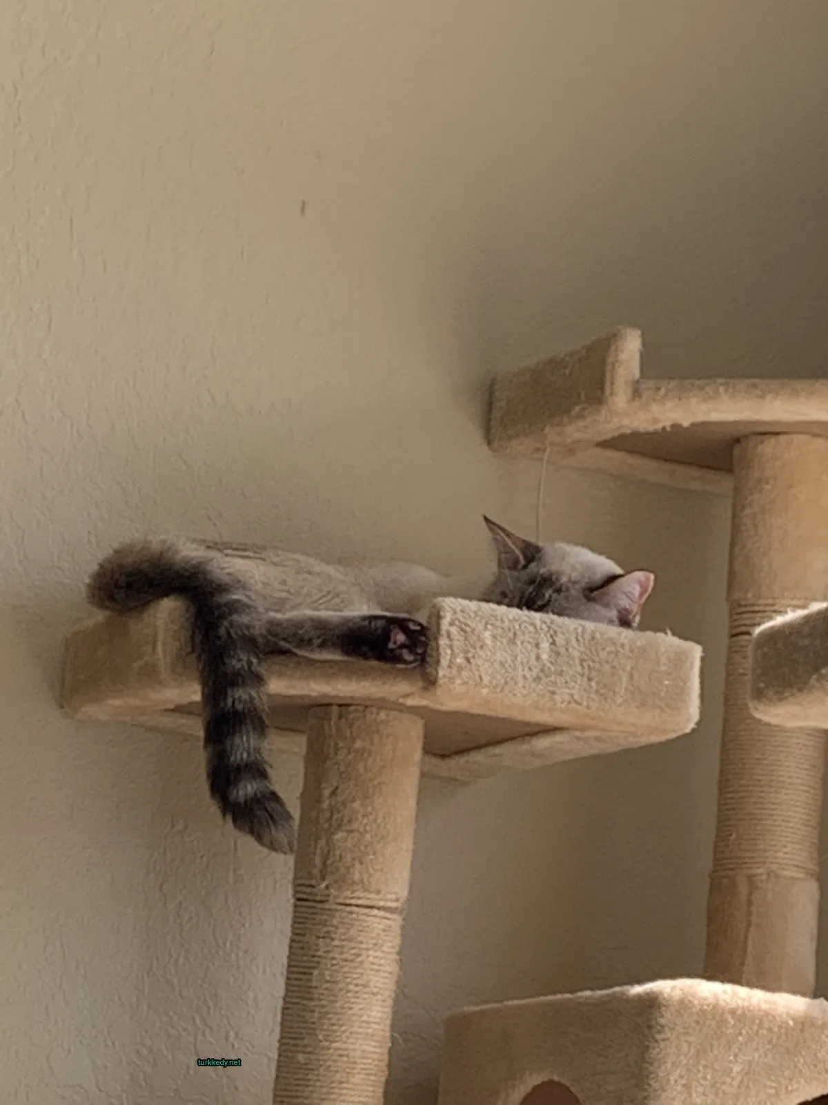 Kedi #3833