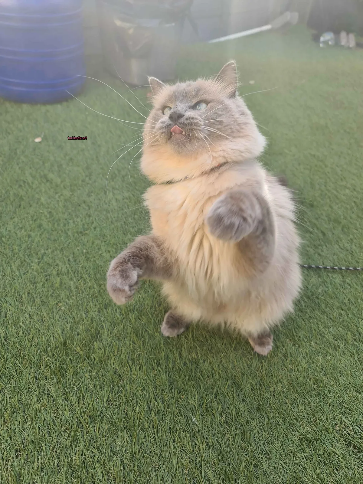 Kedi #3834