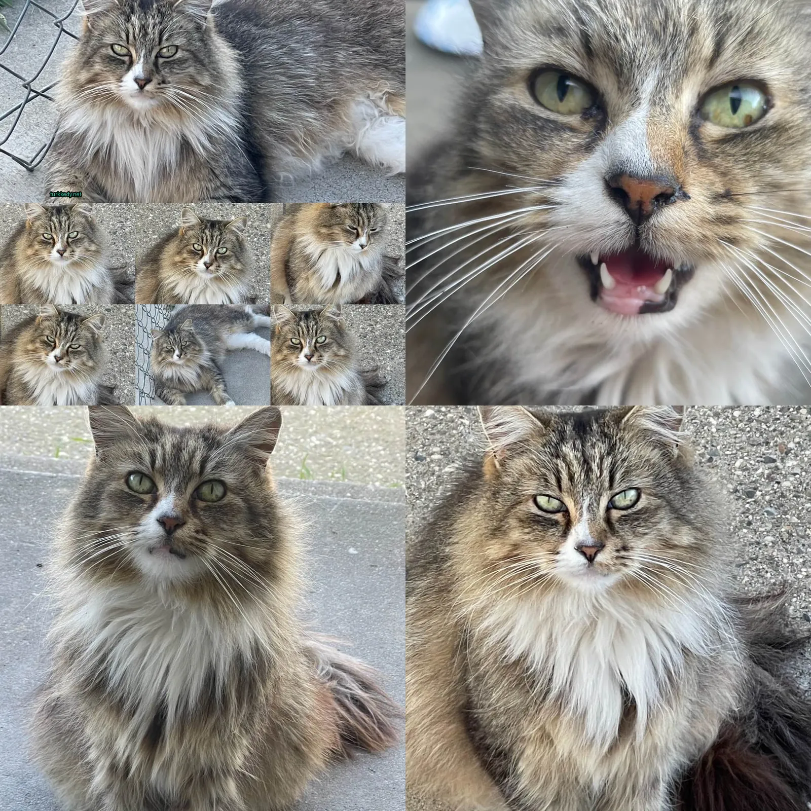 Kedi #3836