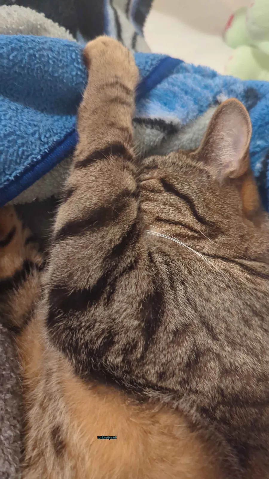 Kedi #3837