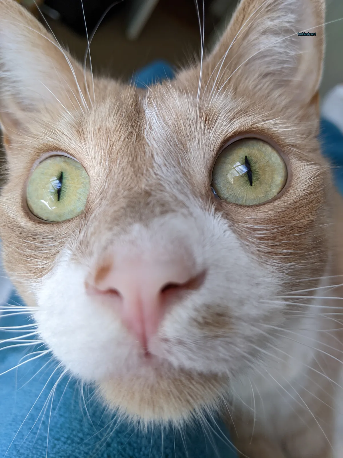 Kedi #3835