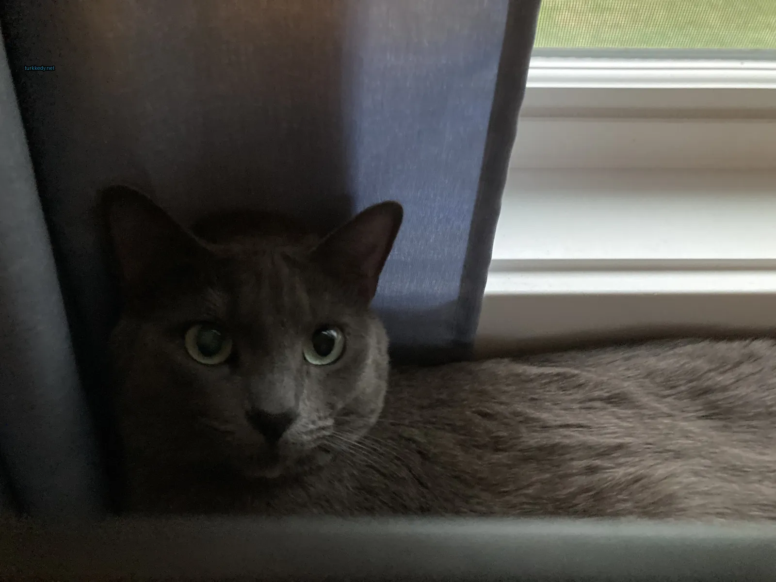 Kedi fotoğrafı #3838
