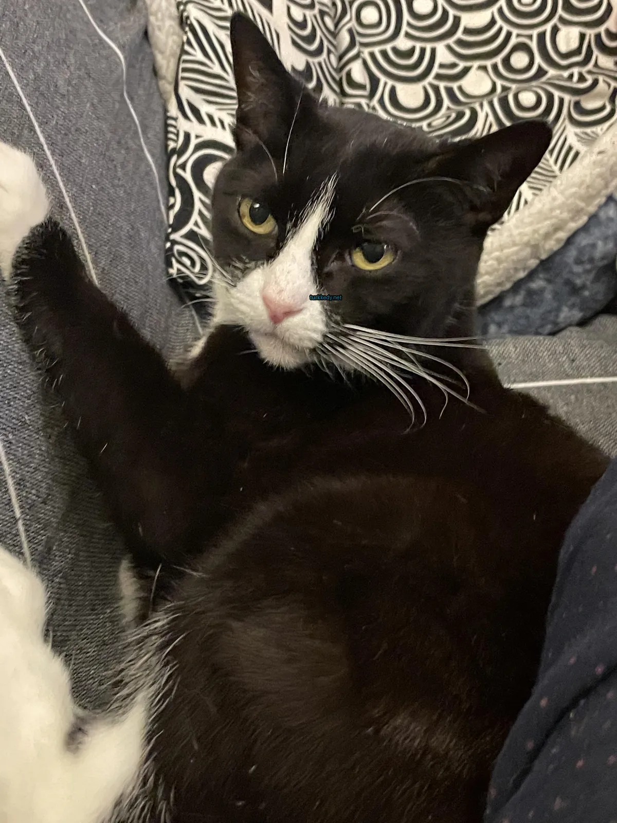 Kedi #3839