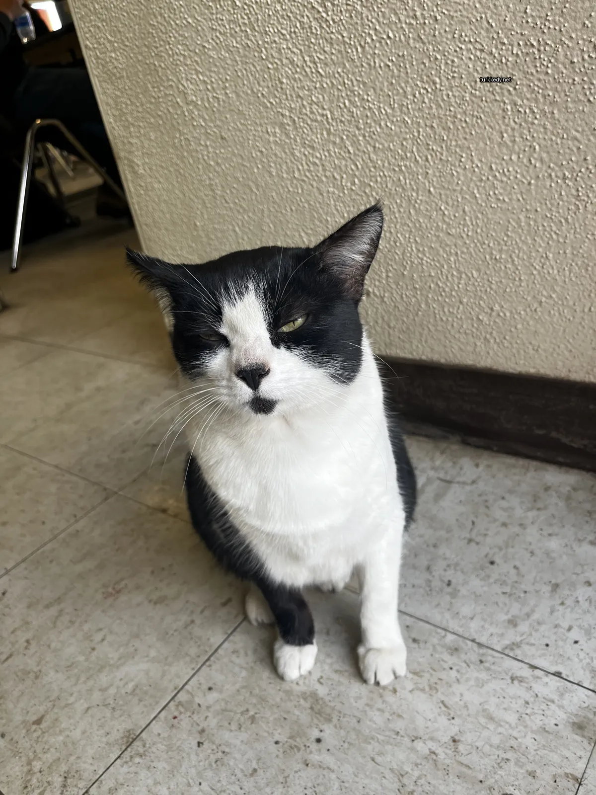 Kedi #3840