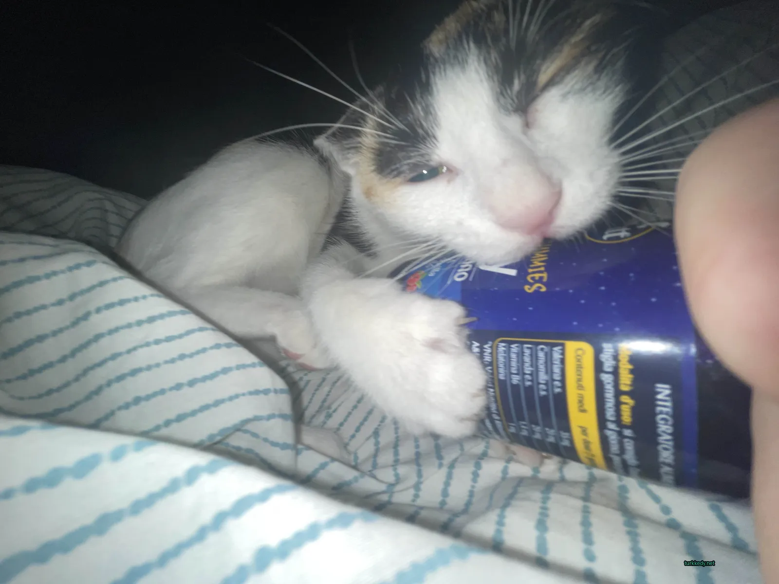 Kedi #3841