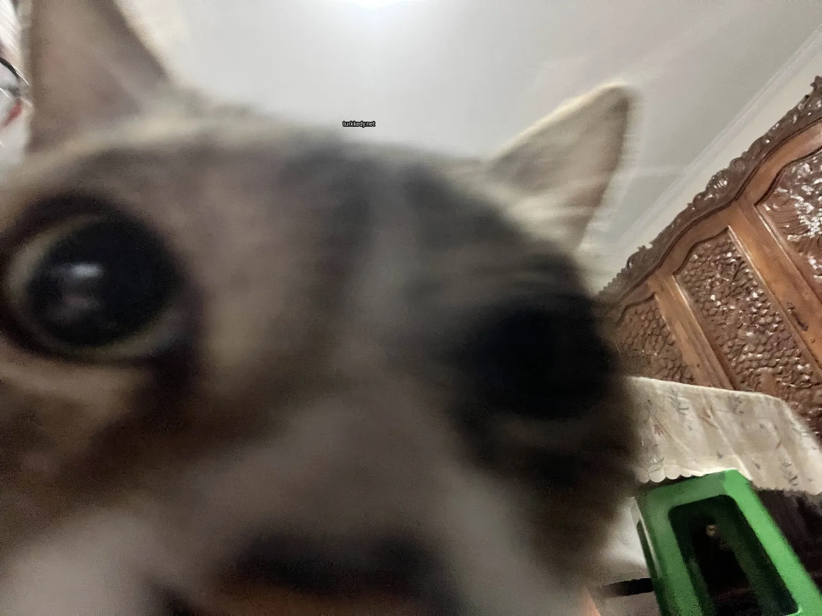 Kedi #3842