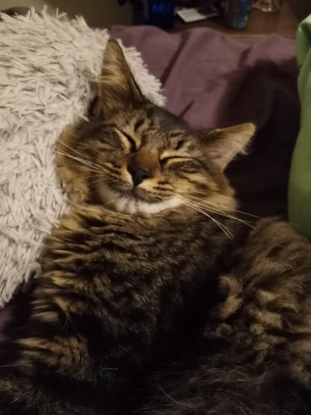 Kedi #3843