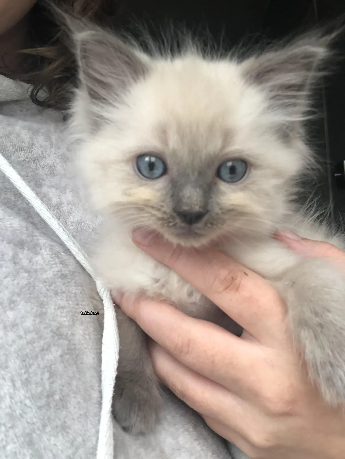 Kedi #3844