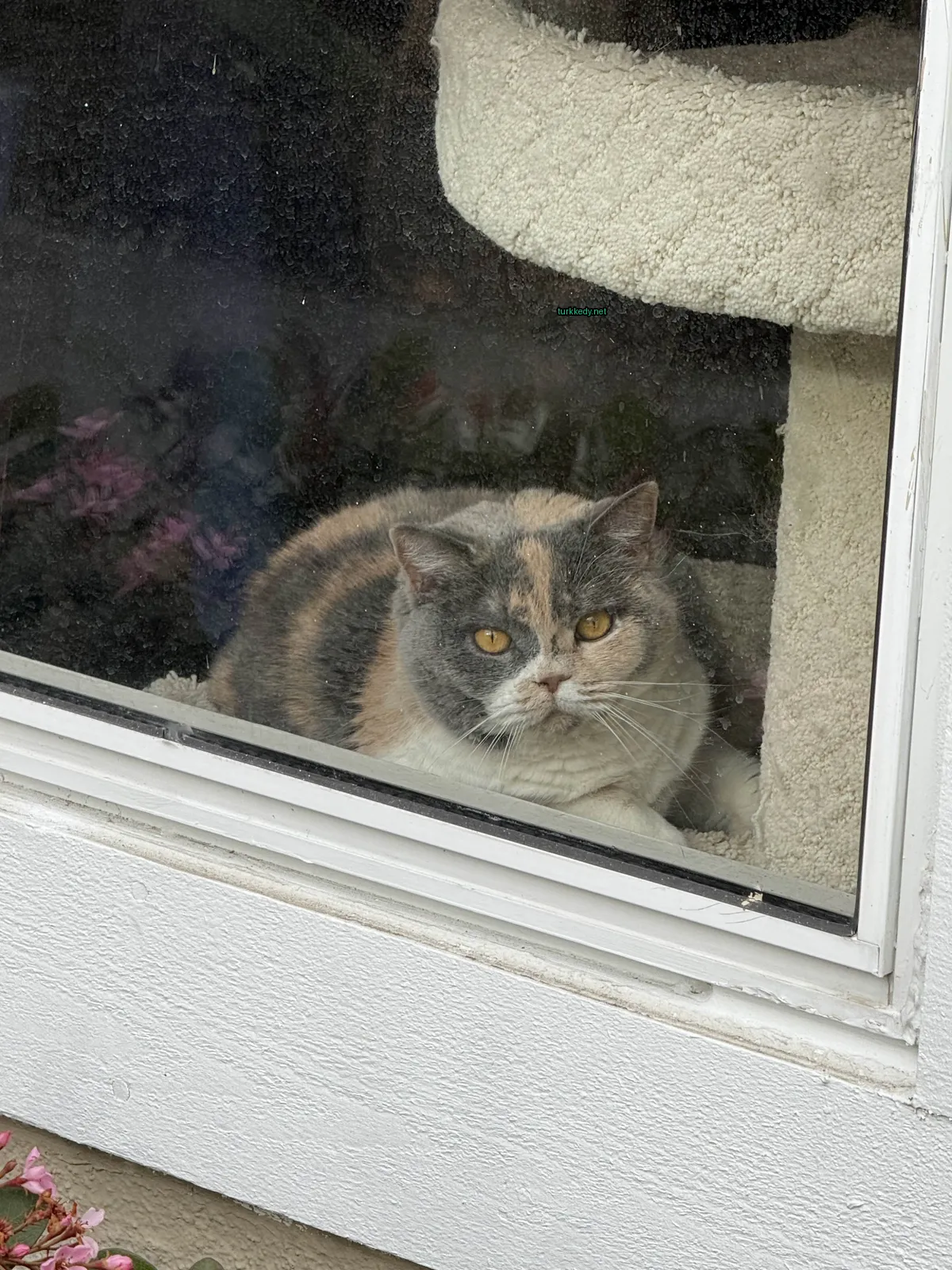 Kedi #3845