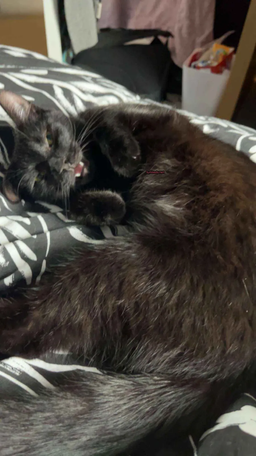 Kedi #3848